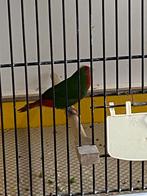 Split Lutino Roodkop papegaai amadine man 2025, Dieren en Toebehoren, Mannelijk