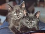 Prachtige kitten's te koop, Dieren en Toebehoren, Meerdere dieren