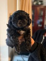 mooie boomer pups shih-tzu x boomer shih-tzu, Dieren en Toebehoren, Honden | Chihuahua's en Gezelschapshonden, Rabiës (hondsdolheid)