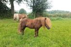 Weidemaatje aangeboden, shetlander hengst uit 2000, Dieren en Toebehoren, Stalling en Weidegang
