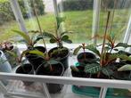 Madagascar Jewel (Euphorbia) plantjes, Ophalen, Overige soorten, Minder dan 100 cm