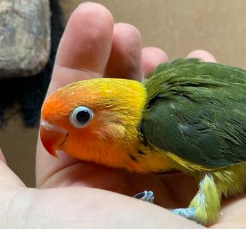 Jonge Agapornis fischeri dwergpapegaai beschikbaar voor biedingen