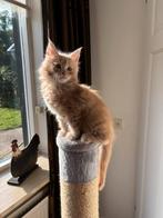 Prachtige rode Main Coon kater van 11 weken, Dieren en Toebehoren, Katten en Kittens | Raskatten | Langhaar, Kater, Gechipt, 0 tot 2 jaar