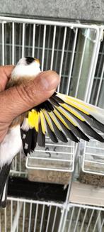 Majoor Putter, Dieren en Toebehoren, Vogels | Overige Vogels, Vrouwelijk, Wildzangvogel