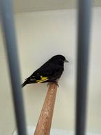 Zwartesijs poppen, kapoetsensijs pop en man, zwartkopsijspop, Vrouwelijk, Wildzangvogel, Geringd