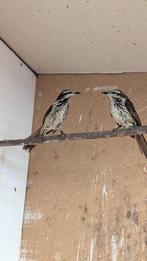 Gezocht, Palmlijster palmlijsters, Dieren en Toebehoren, Meerdere dieren