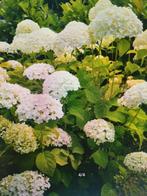 HORTENSIA'S WIT -2 STUKS 100/150/100-, Tuin en Terras, Planten | Tuinplanten, Vaste plant, Halfschaduw, Zomer, Ophalen