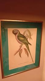 Paleornis Derblanus kunstwerk, Ophalen of Verzenden