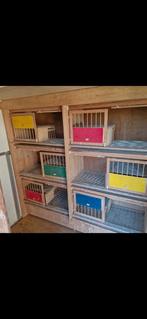 Hermes broedhokken., Dieren en Toebehoren, Vogels | Duiven, Meerdere dieren