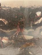 Compostwormen, Pieren, Aas, Ophalen, Compost