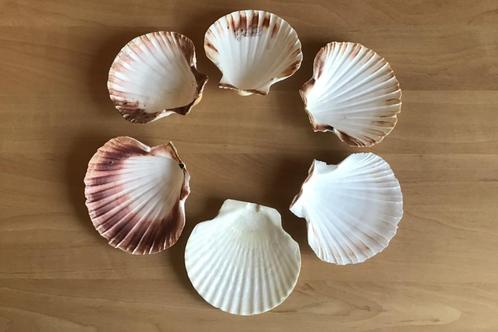 6 Grote schelpen voor hapjes of decoratie, Huis en Inrichting, Overige Huis en Inrichting, Gebruikt, Ophalen of Verzenden