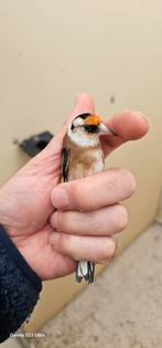 Parva Klein. mooie gezonde Vogels, Dieren en Toebehoren, Vogels | Overige Vogels, Meerdere dieren, Wildzangvogel