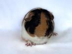 Choco buff wit gladhaar zeug, Cavia, December, Vrouwelijk, Tam