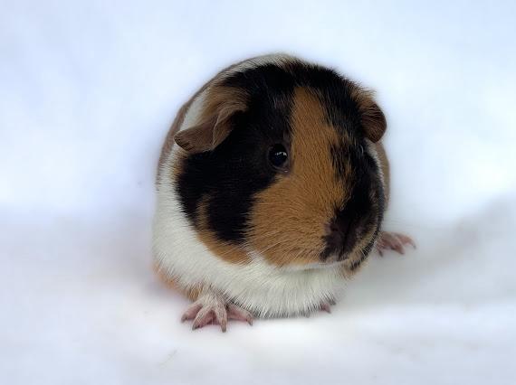 Choco buff wit gladhaar zeug, Dieren en Toebehoren, Knaagdieren, Vrouwelijk, Cavia, December, Tam