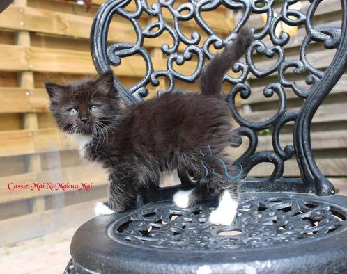 Ragdoll kitten Black mitted solid met stamboom (cinnamon), Dieren en Toebehoren, Katten en Kittens | Raskatten | Langhaar, Poes
