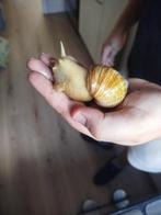 Afrikaanse reuzenslak/ Agaat slakken, Dieren en Toebehoren, Reptielen en Amfibieën, Amfibie, Met terrarium, 0 tot 2 jaar