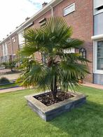 Trachycarpus Fortunei Palmboom - 2 meter, Volle zon, Bloeit niet, Ophalen of Verzenden, 100 tot 250 cm