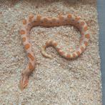 1.1 Heterodon nasicus albino super red anaconda nk22, Slang, 0 tot 2 jaar