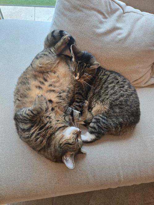 2 lieve poezen ter overname, Dieren en Toebehoren, Katten en Kittens | Raskatten | Korthaar, Poes, 3 tot 5 jaar, Gechipt, Ontwormd