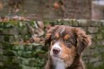 Border Collie X Nova Scotia Duck Toller, Rabiës (hondsdolheid), 15 weken tot 1 jaar, Overige rassen, Teef
