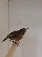 0-1 Roodborst tapuit, Dieren en Toebehoren, Vogels | Overige Vogels, Vrouwelijk, Wildzangvogel, Geringd