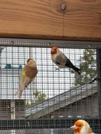 Mayoor putters, Dieren en Toebehoren, Vrouwelijk, Wildzangvogel, Geringd