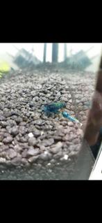 Blauwe garnalen - aquarium vis, Dieren en Toebehoren, Vissen | Aquariumvissen, Zoetwatervis, Kreeft, Krab of Garnaal, Schoolvis