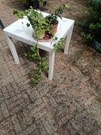 hedera klimop, Tuin en Terras, Ophalen, Bloeit niet, Klimplanten, Halfschaduw