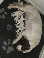 Sprocker x Springer pups – 11 februari geboren, Parvo, 8 tot 15 weken, Meerdere, Meerdere dieren