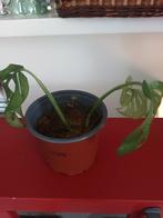 Monstera, Huis en Inrichting, Kamerplanten, Ophalen