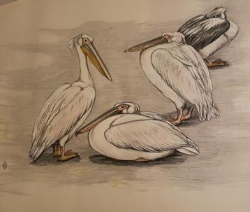 Prachtige grote Bernard Sluyterman Kleurenlitho Pelikanen  beschikbaar voor biedingen