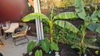Musa basjoo Winterharde bananenplant, Ophalen, Overige soorten, Volle zon