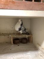 Blauw bonte doffer, Dieren en Toebehoren, Vogels | Duiven, Mannelijk, Kropper
