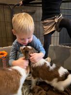Kooikerhondje kooiker pups nog een teefje beschikbaar, Nederland, Overige rassen, 8 tot 15 weken, Teef