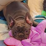 Prachtige Franse Bulldog pups met stamboom, Dieren en Toebehoren, Honden | Bulldogs, Pinschers en Molossers, België, Particulier