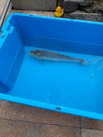 2 koi karper, Dieren en Toebehoren, Vissen | Vijvervissen, Karper of Koi