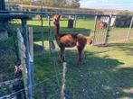 4 jarige alpaca hengst, Dieren en Toebehoren, Juli, Mannelijk