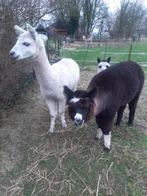 Alpaca, Dieren en Toebehoren, Overige Dieren, Juni, Meerdere dieren