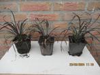Slangenbaard (Ophiopogon) Zwart gras €1.00 per stuk, Halfschaduw, Zomer, Vaste plant, Siergrassen