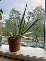 Aloe Vera, Huis en Inrichting, Kamerplanten, Ophalen, Vetplant, In pot, Minder dan 100 cm