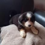 Australian Shepherd pups, 8 tot 15 weken, Meerdere, Meerdere dieren, Herder