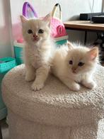 Siberische kittens, Meerdere dieren, Gechipt