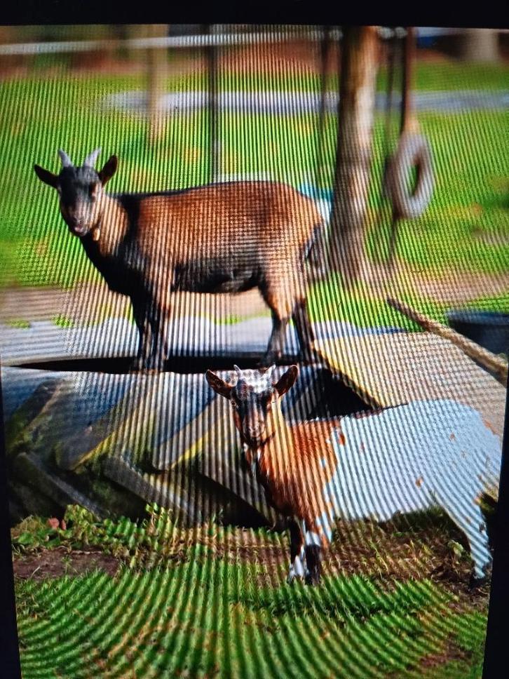 Leuke jonge bonte dwerggeiten, Dieren en Toebehoren, Schapen, Geiten en Varkens, Geit, Vrouwelijk, 0 tot 2 jaar