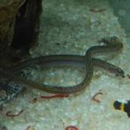 Pangio doriae, Dieren en Toebehoren, Vissen | Aquariumvissen, Vis