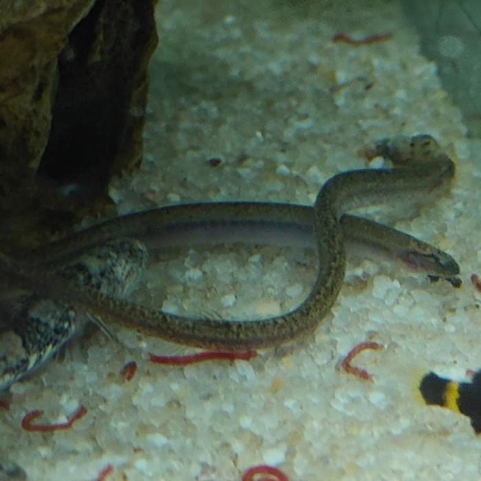 Pangio doriae, Dieren en Toebehoren, Vissen | Aquariumvissen, Vis