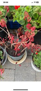 Passie Vaste tuin plant ps €5, Tuin en Terras, Planten | Tuinplanten, Ophalen of Verzenden, Overige soorten, Volle zon