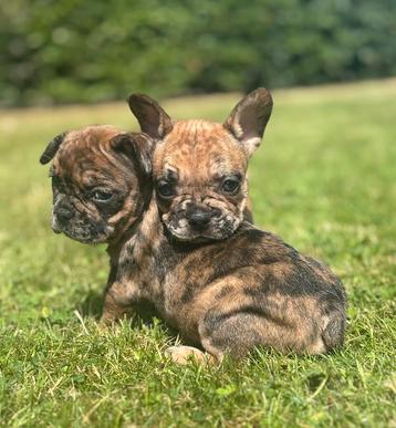 Prachtige Merle Franse Bulldog pups beschikbaar voor biedingen
