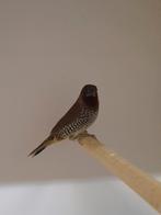 Diverse tropische vogels en europese cultuurvogels, Dieren en Toebehoren, Meerdere dieren, Tropenvogel, Geringd