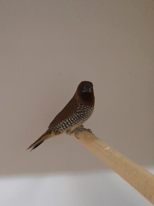 Diverse tropische vogels en europese cultuurvogels, Dieren en Toebehoren, Vogels | Overige Vogels, Tropenvogel, Meerdere dieren