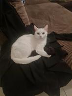 Kitten, Dieren en Toebehoren, Katten en Kittens | Raskatten | Korthaar, Kater, 0 tot 2 jaar
